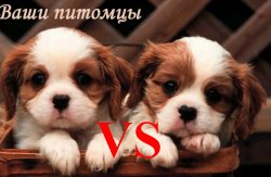 Винкс Клуб Турнир питомцев №25 и победители №24 турнира Винкс Клуб Турнир питомцев №25 и победители №24 турнира